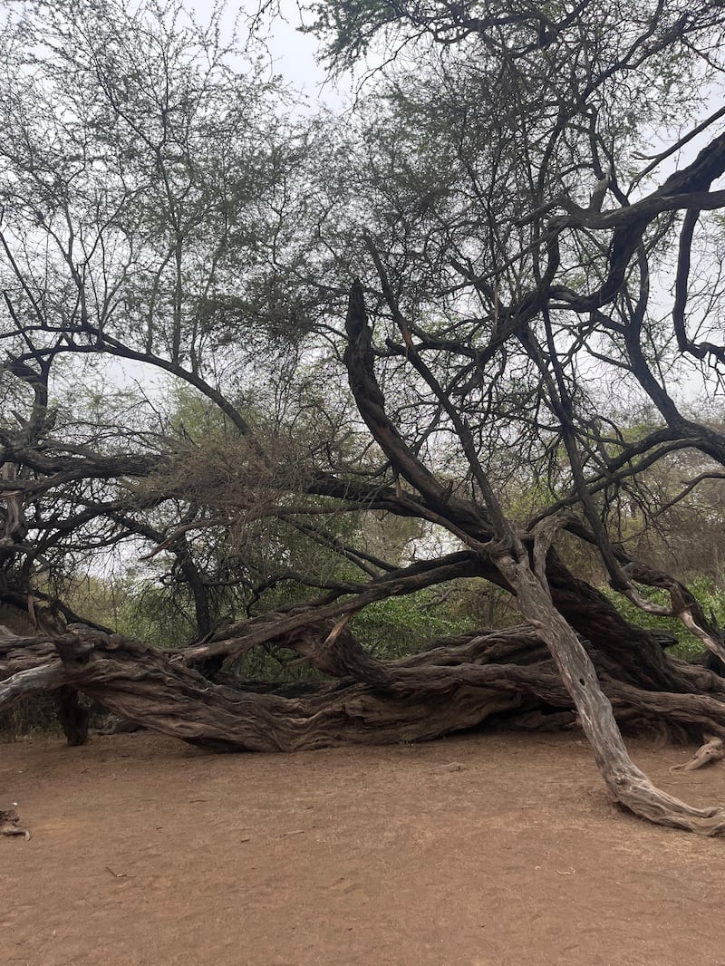 Algarrobo de más de 600 años dentro del bosque de Pómac