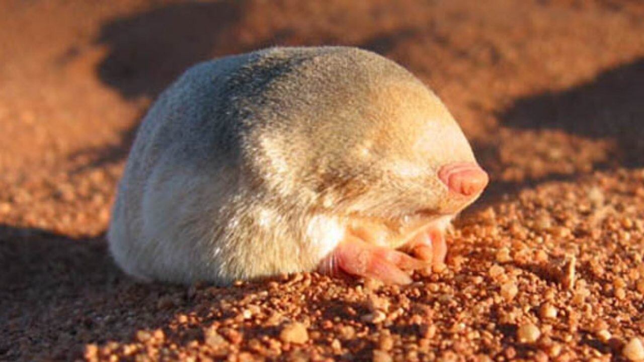 Topo dorado sin ojos.