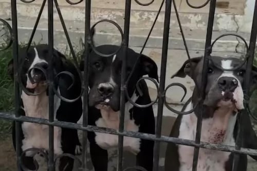 Conmoción en Rumania: 15.000 perros fueron sacrificados en una perrera privada