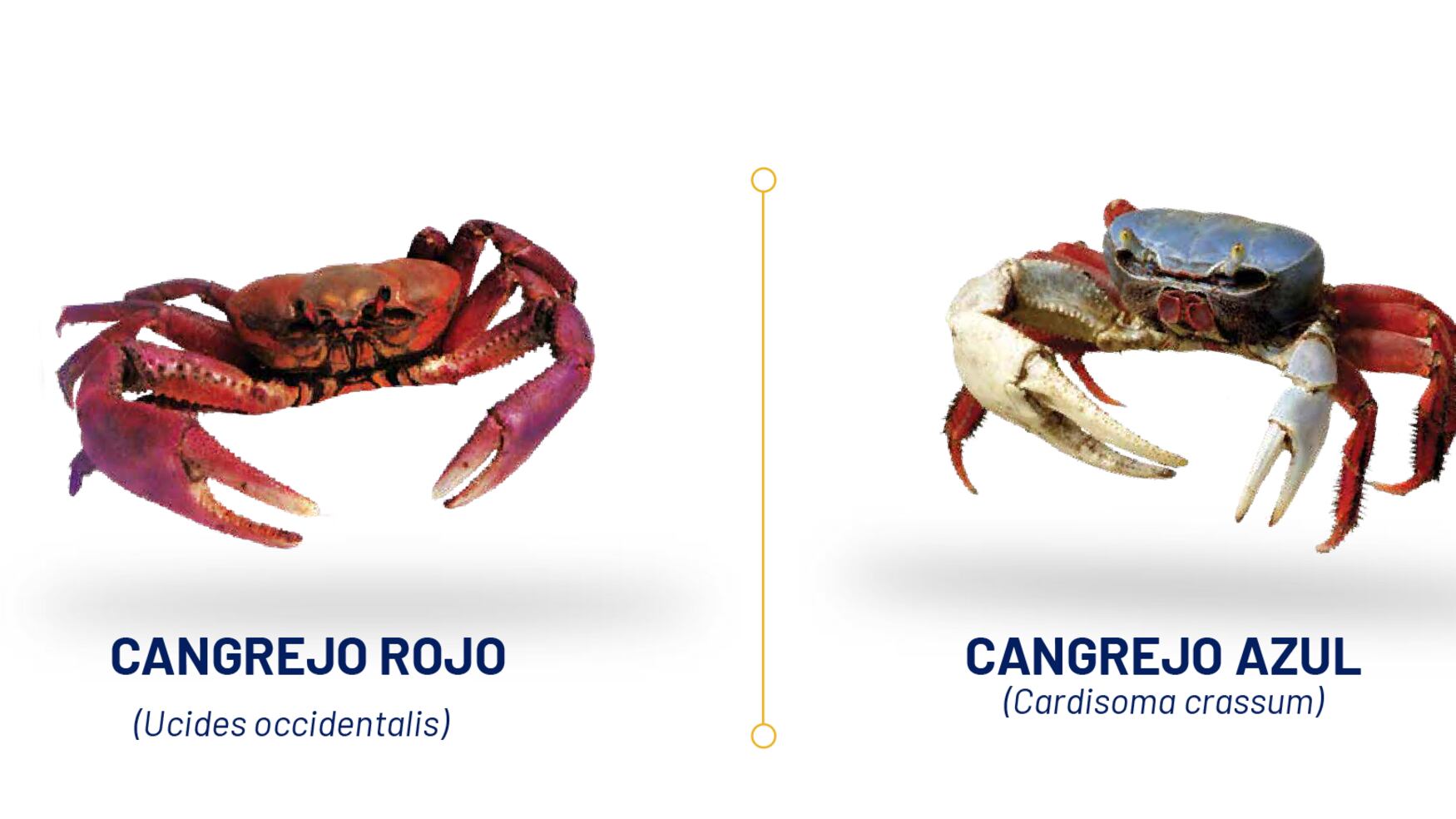 Veda del cangrejo rojo y azul empezará el 23 de agosto.