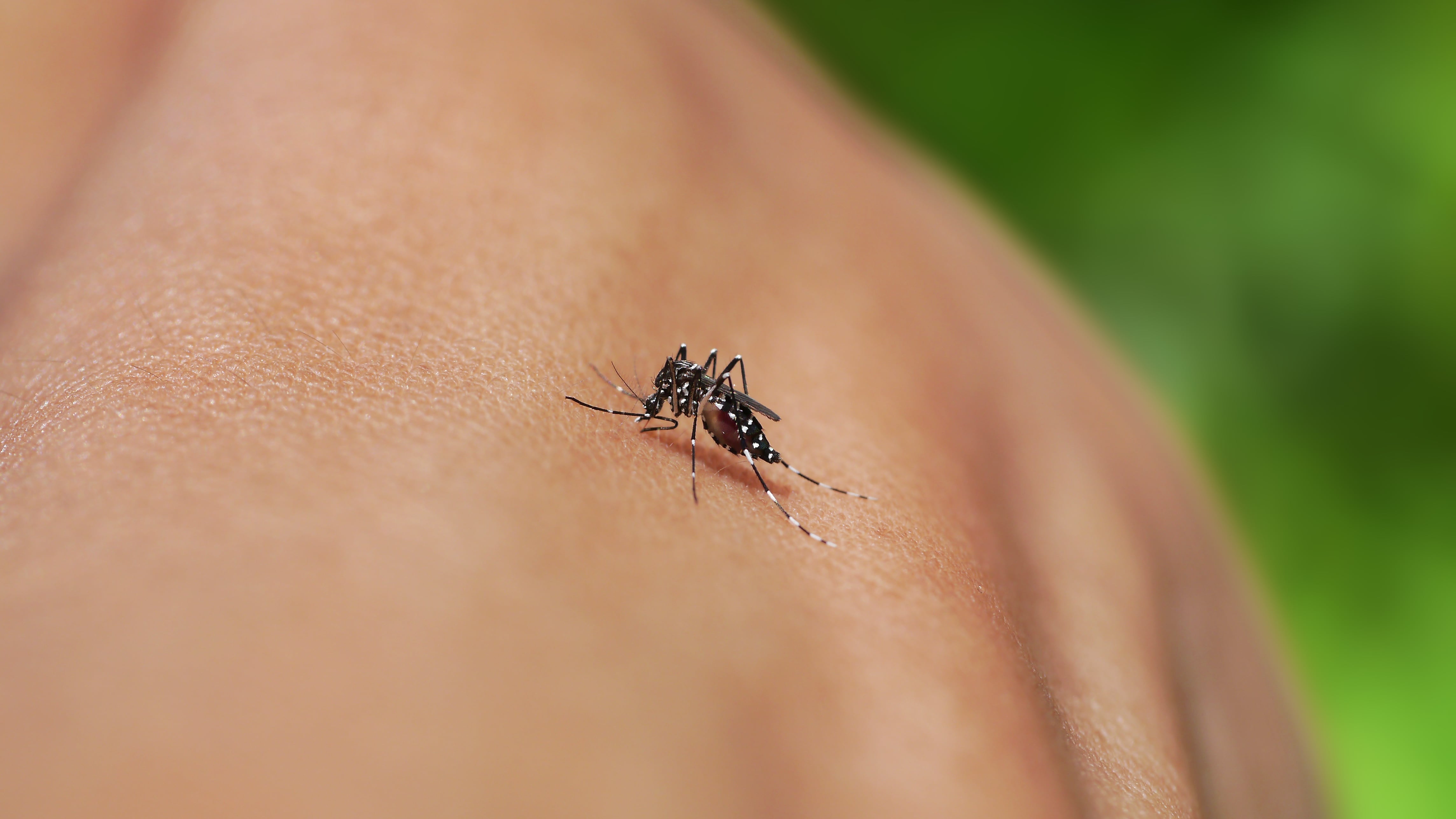 Autoridades intensifican controles ante el incremento de contagios, mientras expertos advierten sobre los riesgos del dengue en menores y la importancia de la prevención.