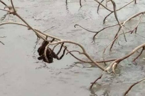 VIDEO: Araña gigante “aterroriza” a habitantes de Australia