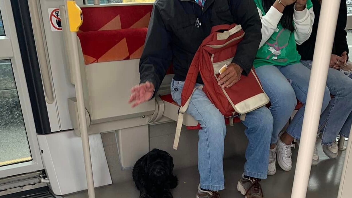 Perrito se subía todos los días al Tranvía de Cuenca, buscando regresar a su casa