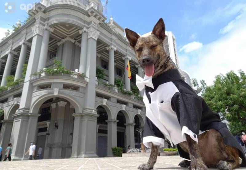 Zeus se retira de sus labores como agente de resguardo en el Palacio Municipal de Guayaquil