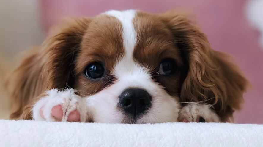 ¿Cómo alguien se atreve a hacer algo así?