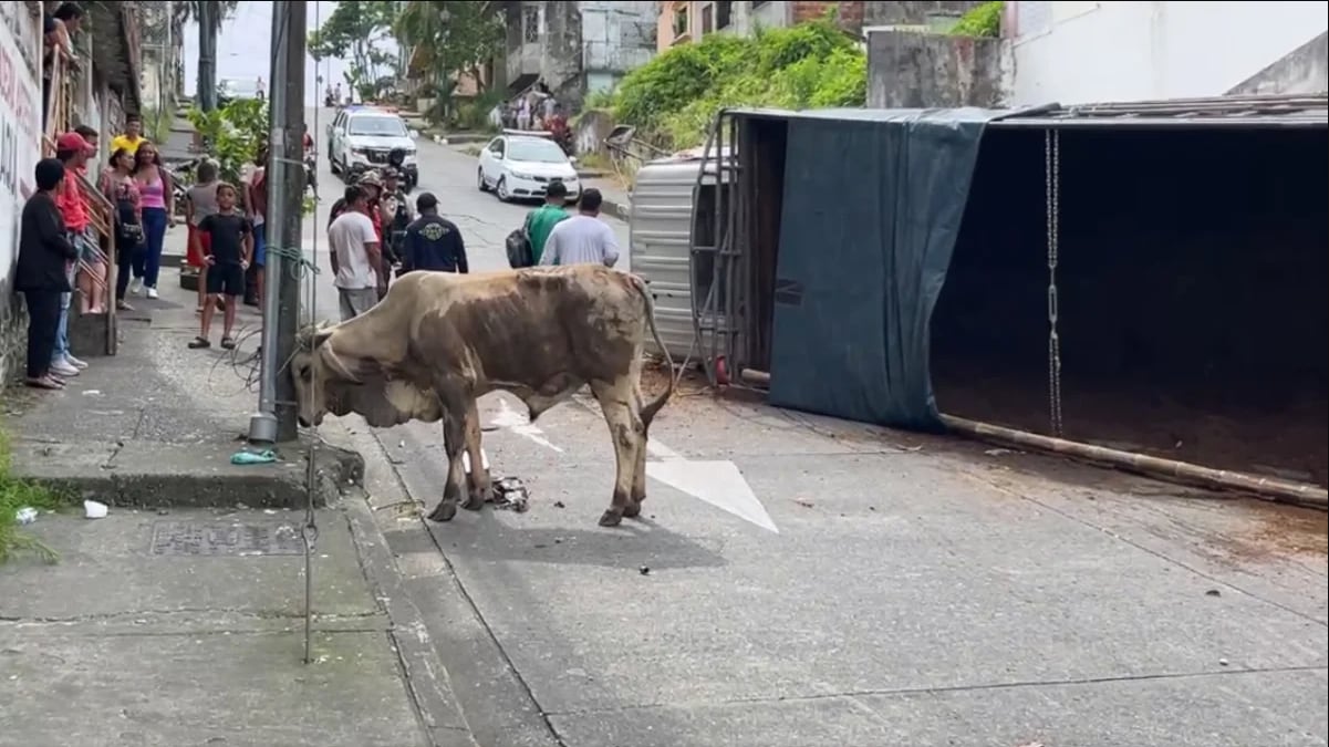 Vacas sueltas en Quevedo