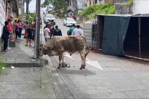 Vacas sueltas entran a locales comerciales y causa caos en Quevedo