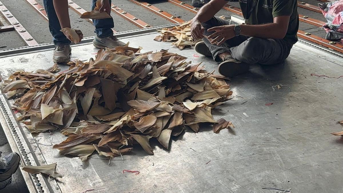 El cargamento, que iba a Malasia, fue detectado durante un control y no contaba con permisos ambientales obligatorios