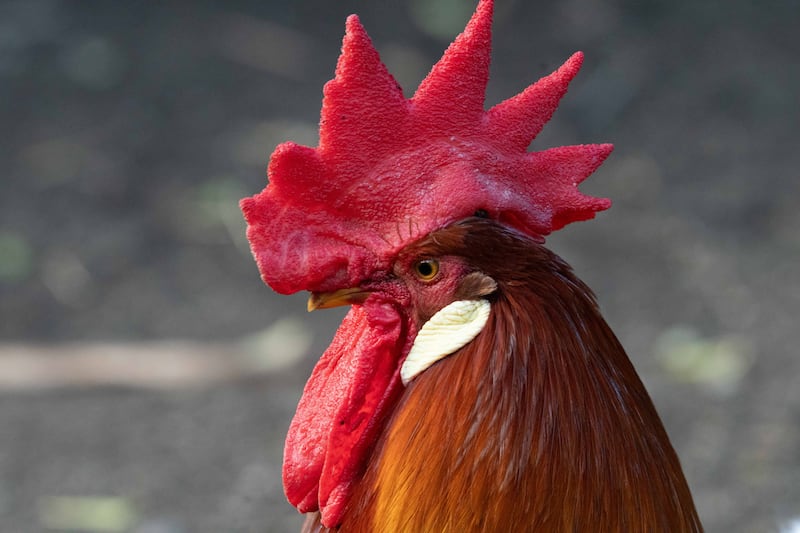 Gallo Claudio, el gallo más querido de un colegio en Antioquia