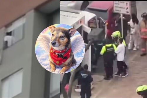 ¡Justicia para Tonny! Sujeto lanzó a su perro desde el piso 25 de un edificio