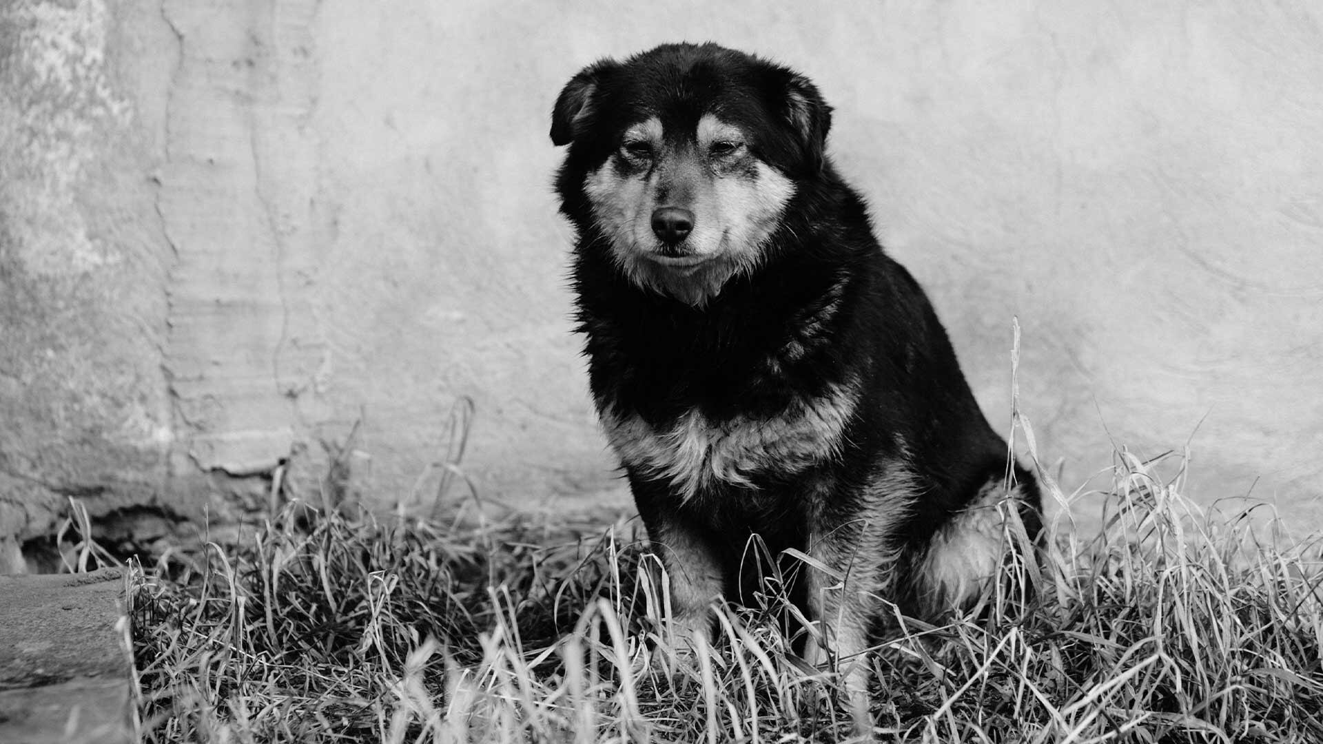 ¡Indignante! Perrita fue abusada sexualmente en el sur de Quito.