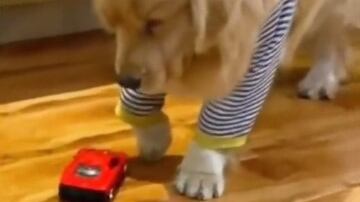 Perrito viral