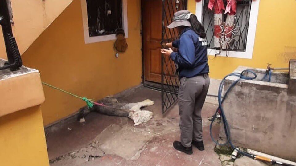 Rescatan a un perro encadenado y que llevaba días sin comer en el sur de Quito