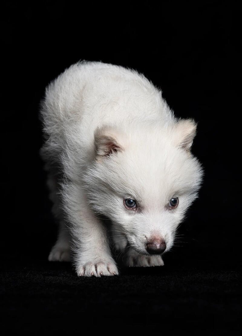 Reviven al “lobo terrible
