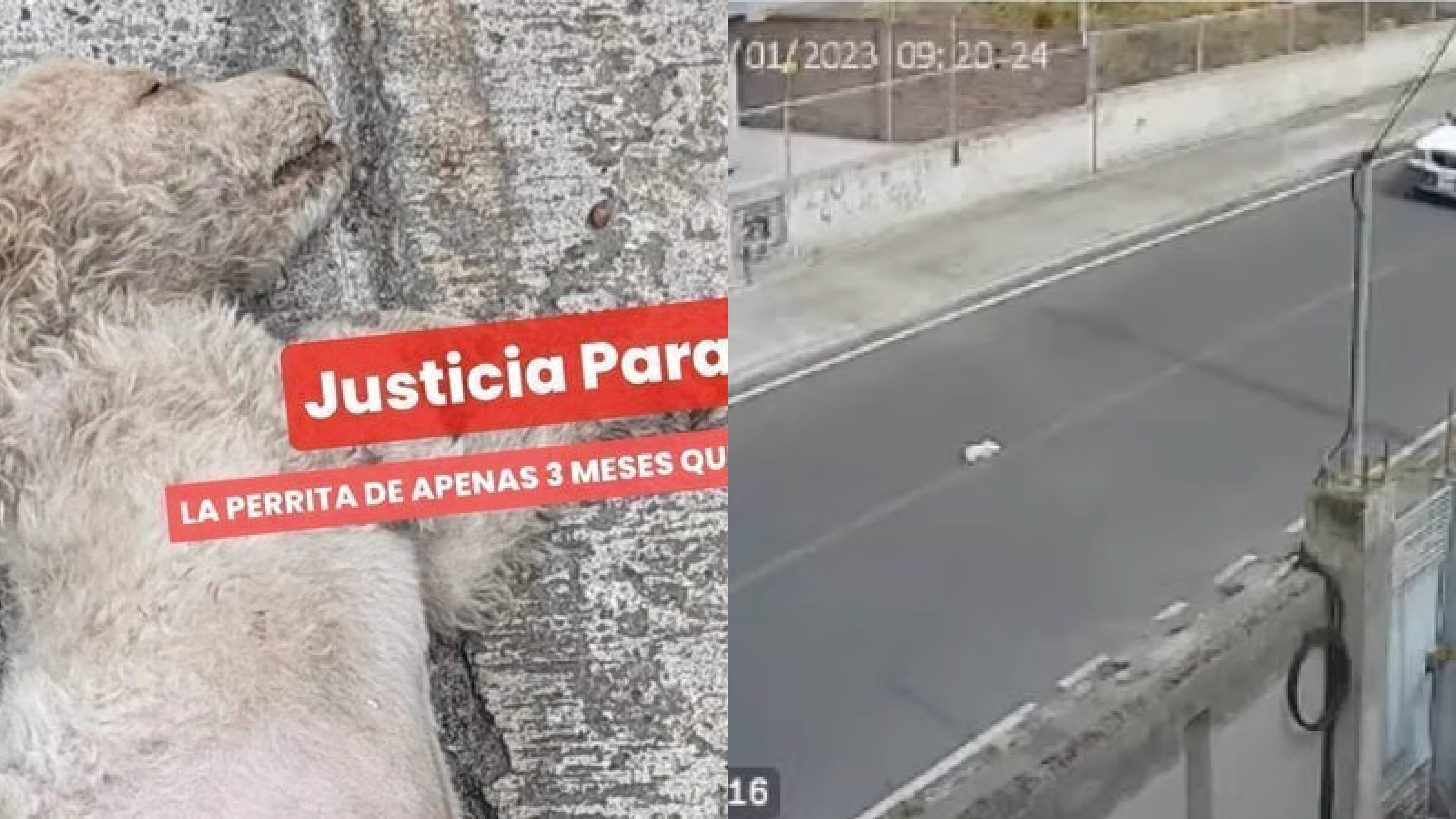 Piden justicia para Angelita, la perrita que fue lanzada a la calle tras fuerte agresión en Ambato