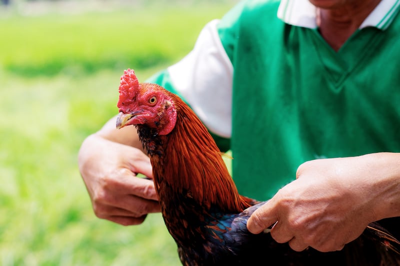 Gallo