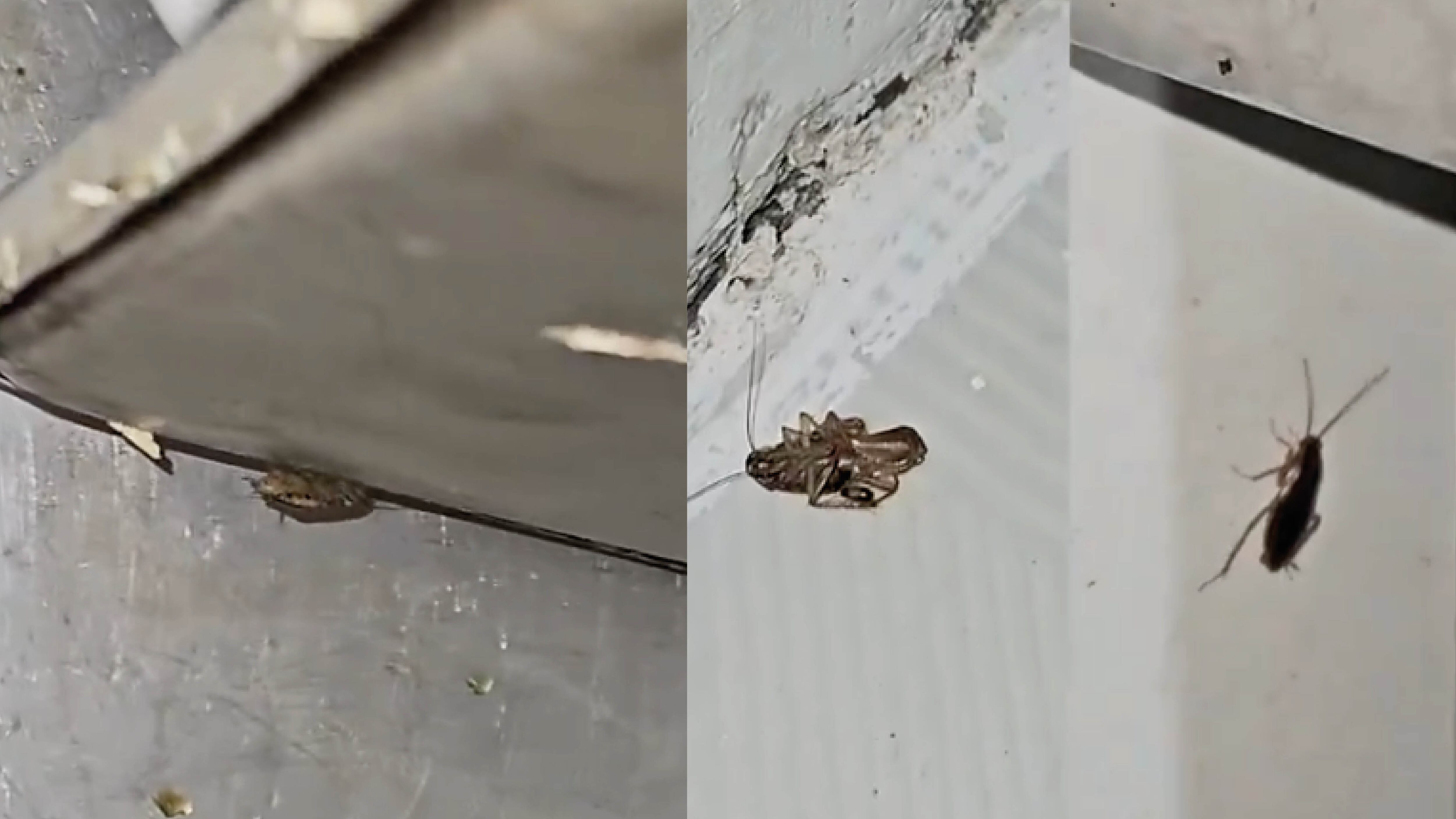 Cucarachas en restaurante de bolones en Guayaquil