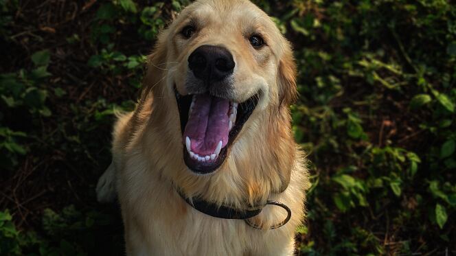 Dientes limpios de tu mascota