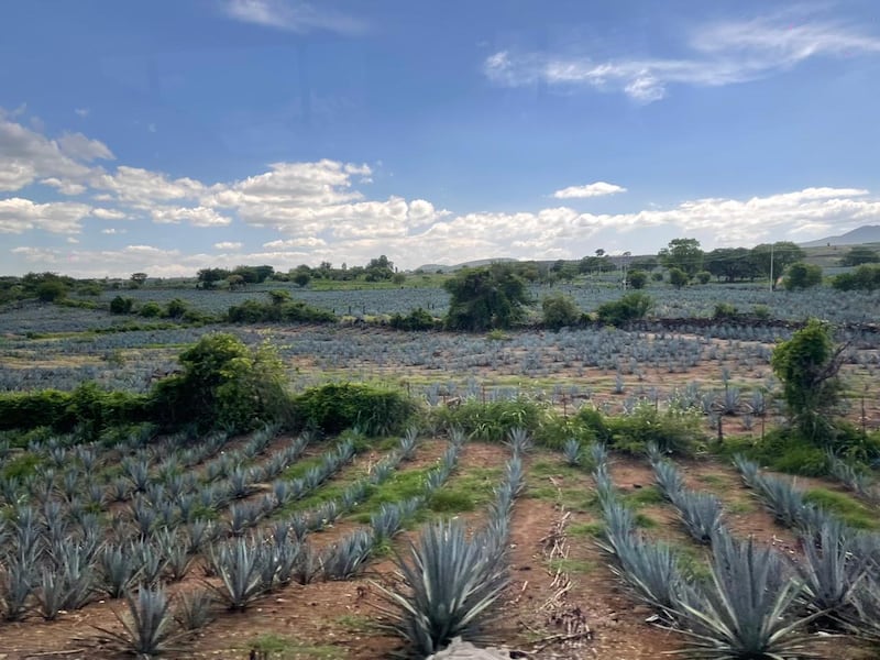 Existe una ciudad en México que es conocida por darle su nombre al tequila. Foto: Said Pulido.
