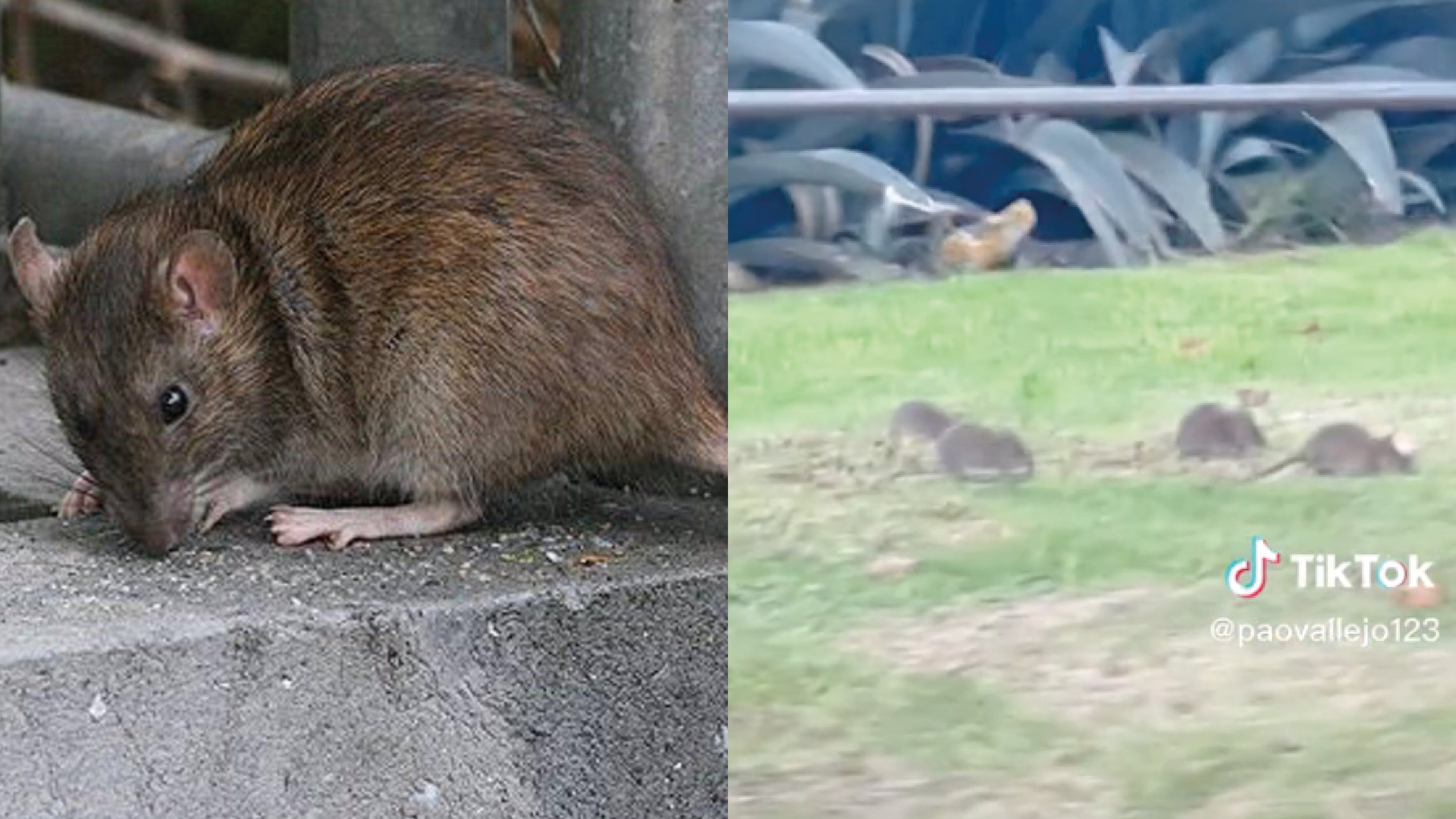 ¡Estamos infestados! En Quito hay 10 ratas por cada habitante