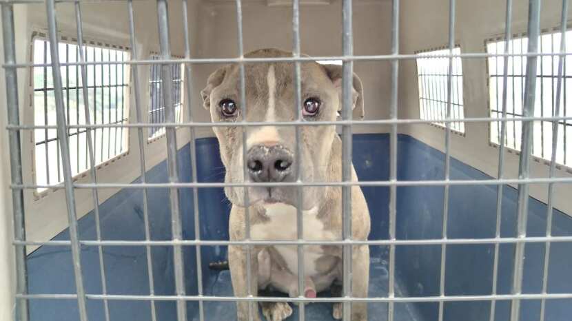 Perritos eran víctimas de maltrato y encierro en el sur de Quito