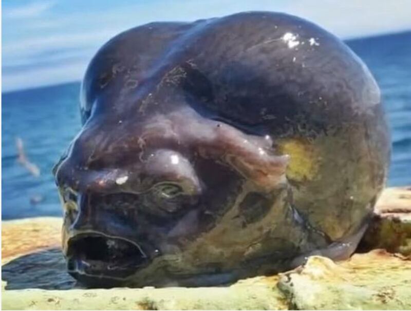 ¿Qué especie es el pez alienígena capturado en Rusia?