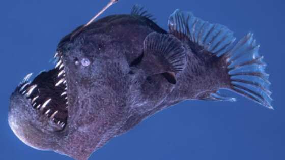 Pez diablo negro fue avistado días atrás en la superficie.