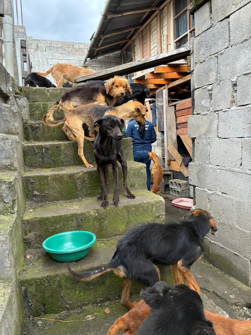 18 perritos fueron hallados en condiciones alarmantes en Colinas del Norte, en Quito. Foto: AMC