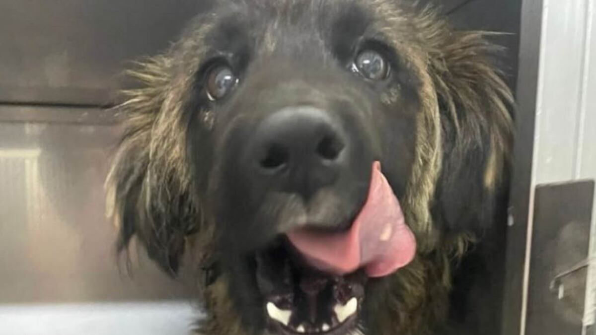 Emma, perrita que fue abusada sexualmente en Quito