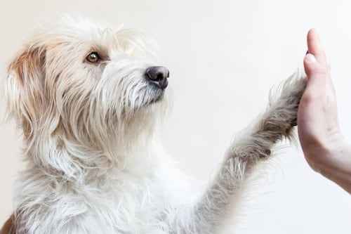 ¿Cómo puede ejercitar a su perro anciano?
