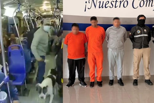 Usaban un pitbull para asaltar buses en Quito: cae fracción de “Los Lobos” que causaba zozobra en la Av. Simón Bolívar