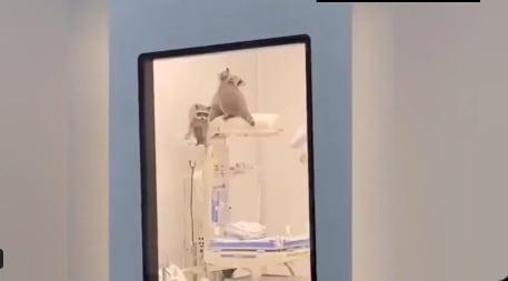 Mapaches ingresan a quirófanos de hospital en Acapulco, México