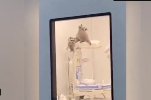 Captan a mapaches recorriendo quirófanos de hospital recién reinaugurado