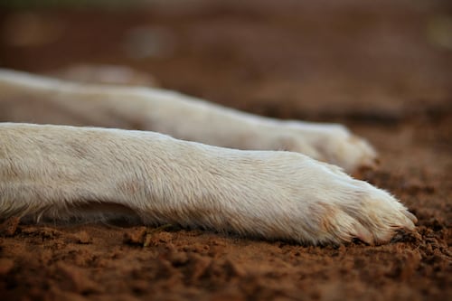 Denuncian matanza de perros y gatos en camaroneras de Guayaquil
