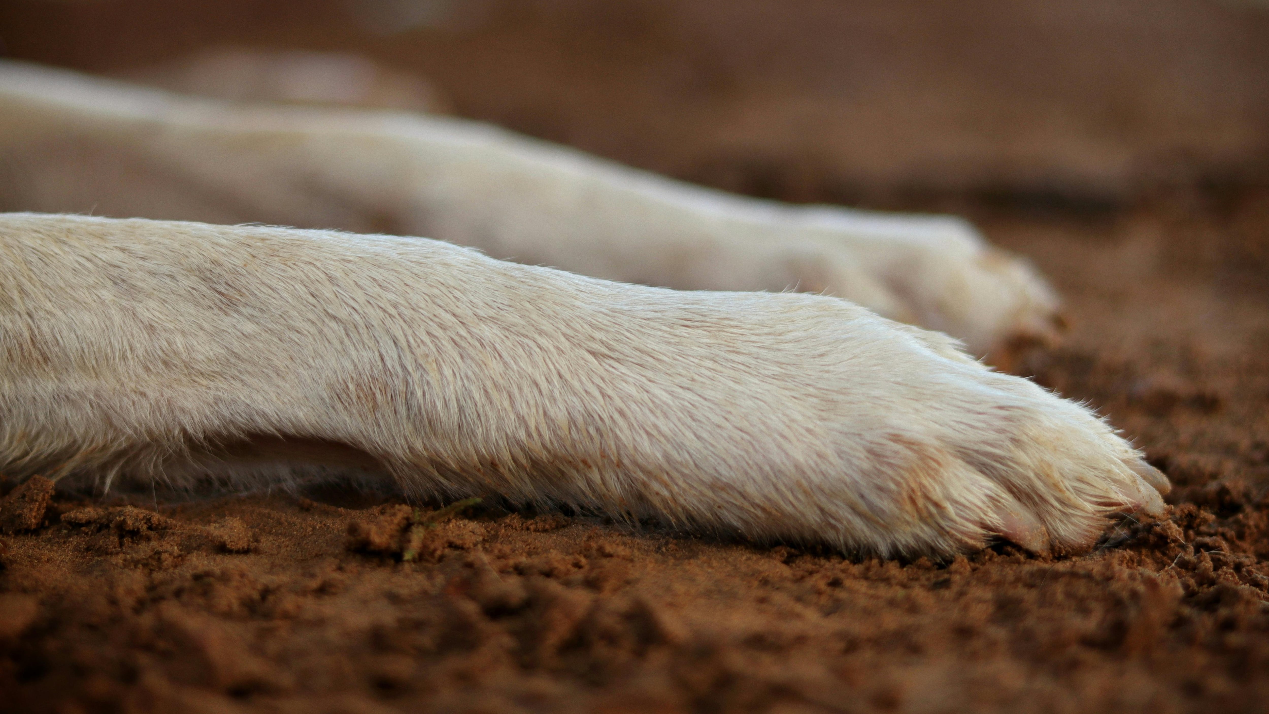 Influencer cuencana denunciada por maltrato animal