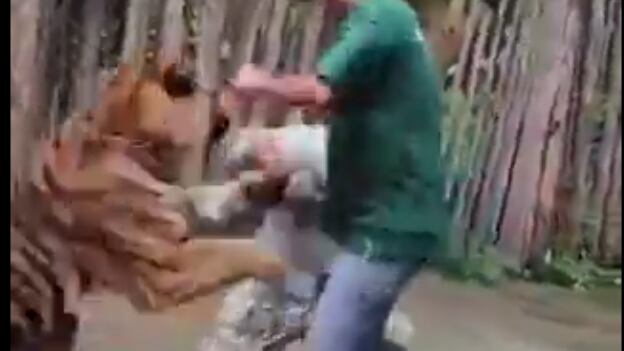 ¡Impactante! Tigre atacó a turista que intentaba tomarse una selfie en Tailandia