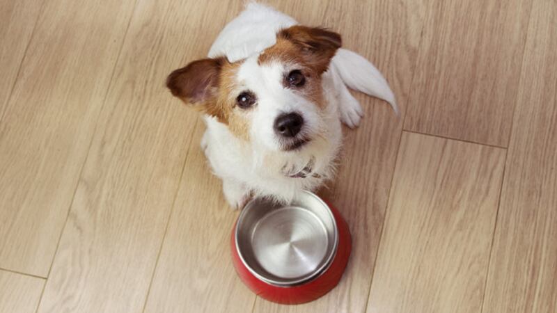 Un estudio científico analizó el comportamiento de los perros.