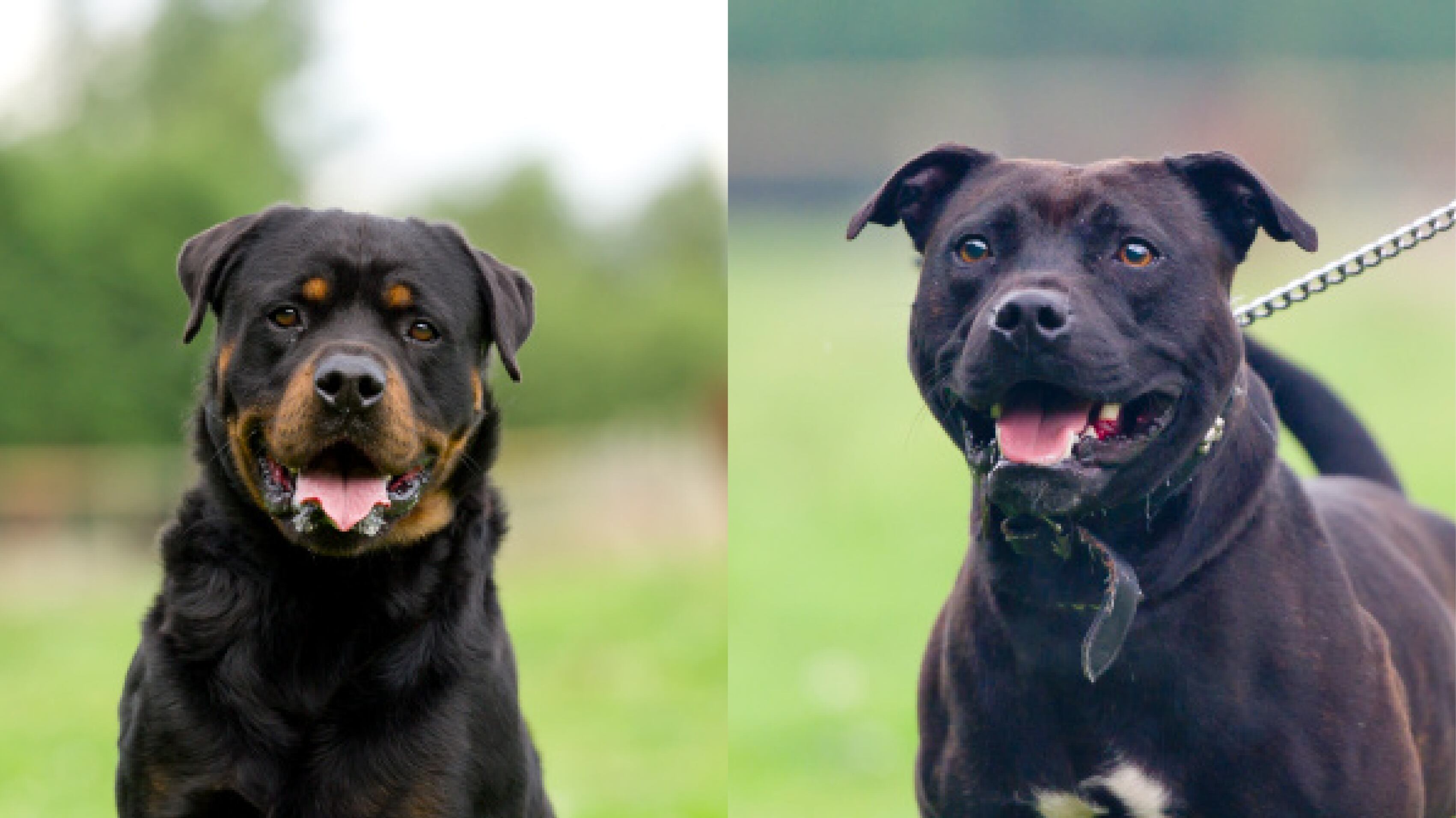 La raza de perro más agresiva