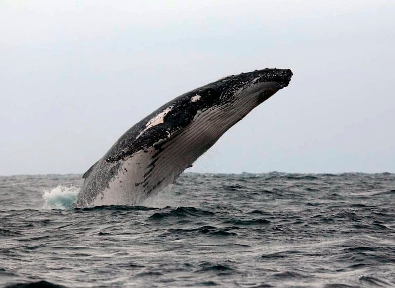 Temporada de ballenas jorobadas en las costas de Ecuador en julio
