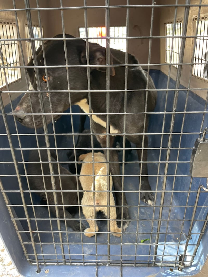 Perrita y cachorros son hallados con desnutrición extrema, cortes en el rostro y golpes en el sur de Quito