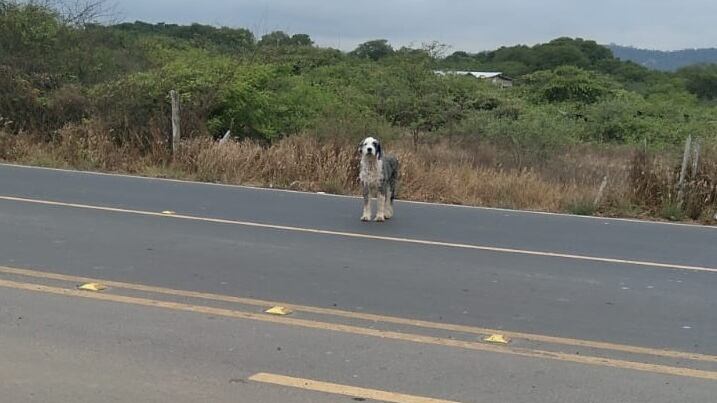 El emotivo reencuentro de "Pincho" con su dueño en Quito: El perrito se perdió en Crucita por dos semanas