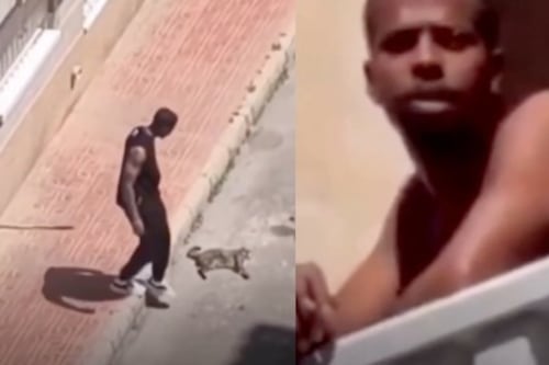 Mató brutalmente a la gata de su expareja: España tomó una decisión histórica contra el agresor