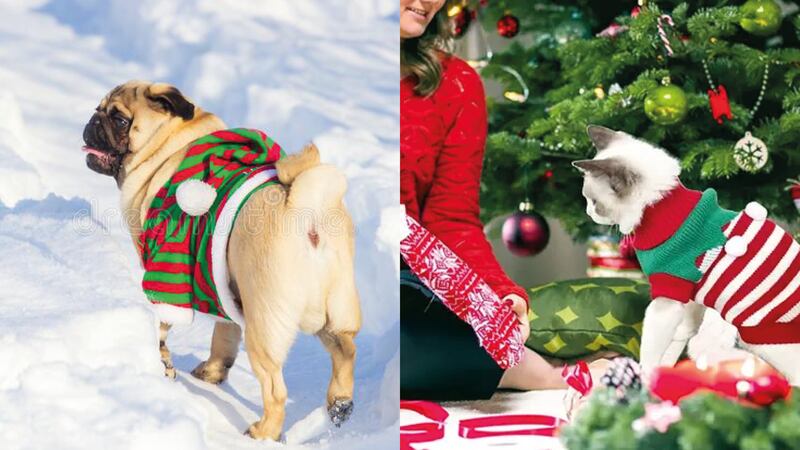 Los mejores disfraces para tu mascota en esta Navidad