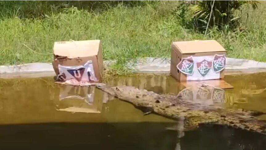 Cocodrilo del Zoo de Quito predijo al ganador de la Recopa entre Liga de Quito vs Fluminense