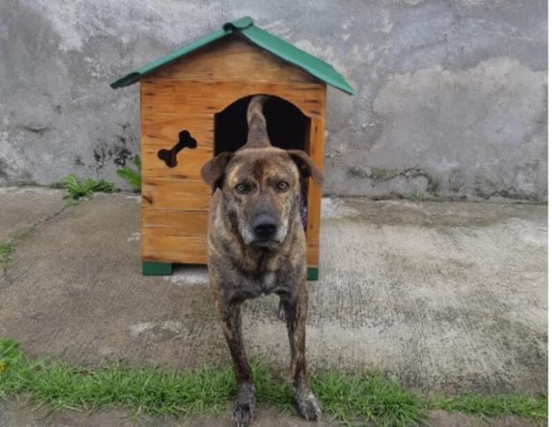 Manchas, perrito comunitario en el norte de Quito