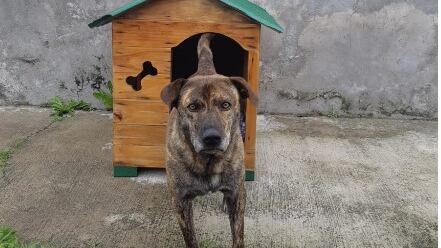 Manchas, perrito comunitario en el norte de Quito