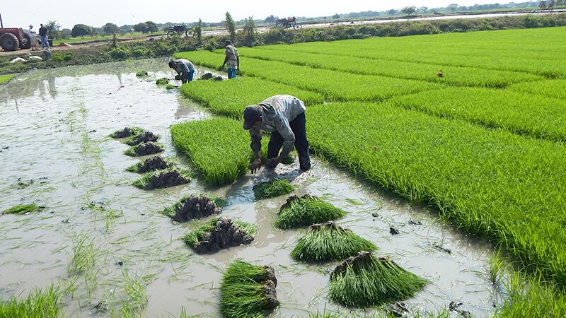 Ministerio de Agricultura