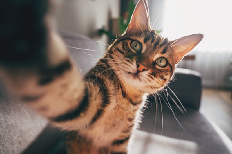 Así fue cómo un gato ayudó a revelar la infidelidad de una mujer mientras su novio estaba trabajando