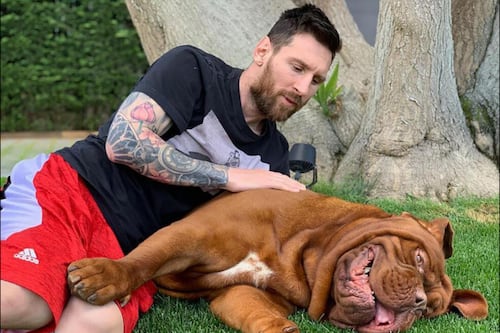 ¿Qué significa que un perro te toque con la pata?