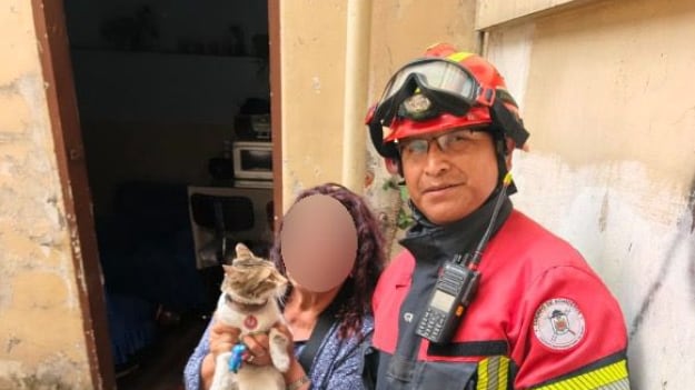 Bomberos rescataron a un gatito que quedó atrapado en una habitación de difícil acceso en Quito